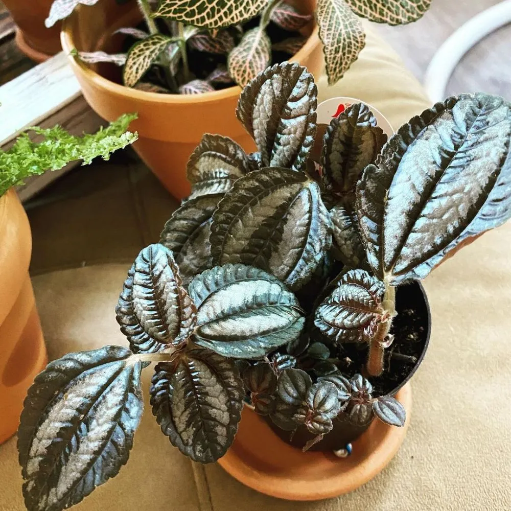 daun semangka Peperomia © Instagram daun semangka Peperomia © Instagram