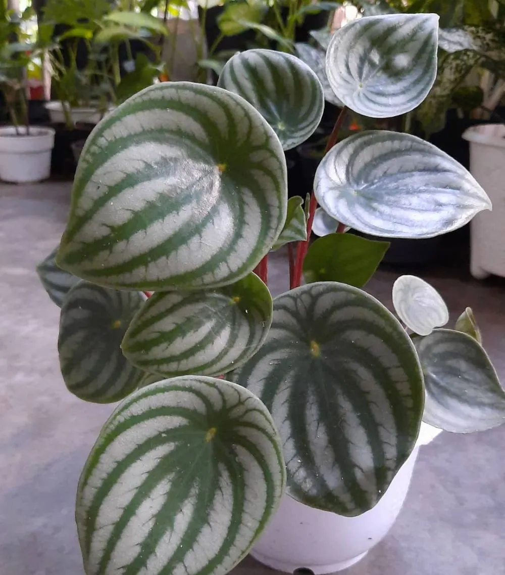 daun semangka Peperomia © Instagram daun semangka Peperomia © Instagram