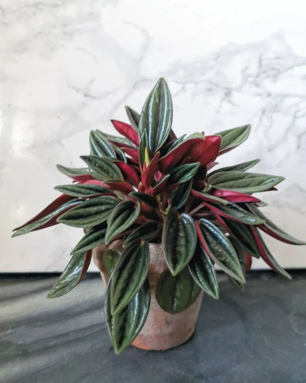 daun semangka Peperomia © Instagram daun semangka Peperomia © Instagram