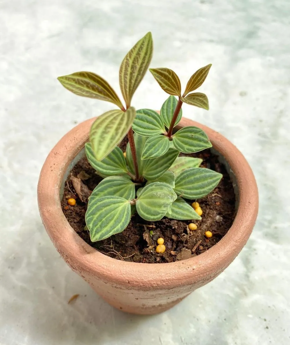 daun semangka Peperomia © Instagram daun semangka Peperomia © Instagram