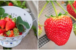 Cara menanam stroberi hidroponik, mudah buat pemula