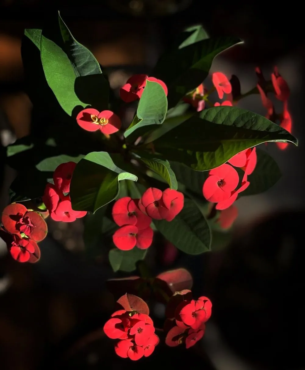 Tanaman hias berduri Instagram Tanaman hias berduri Instagram