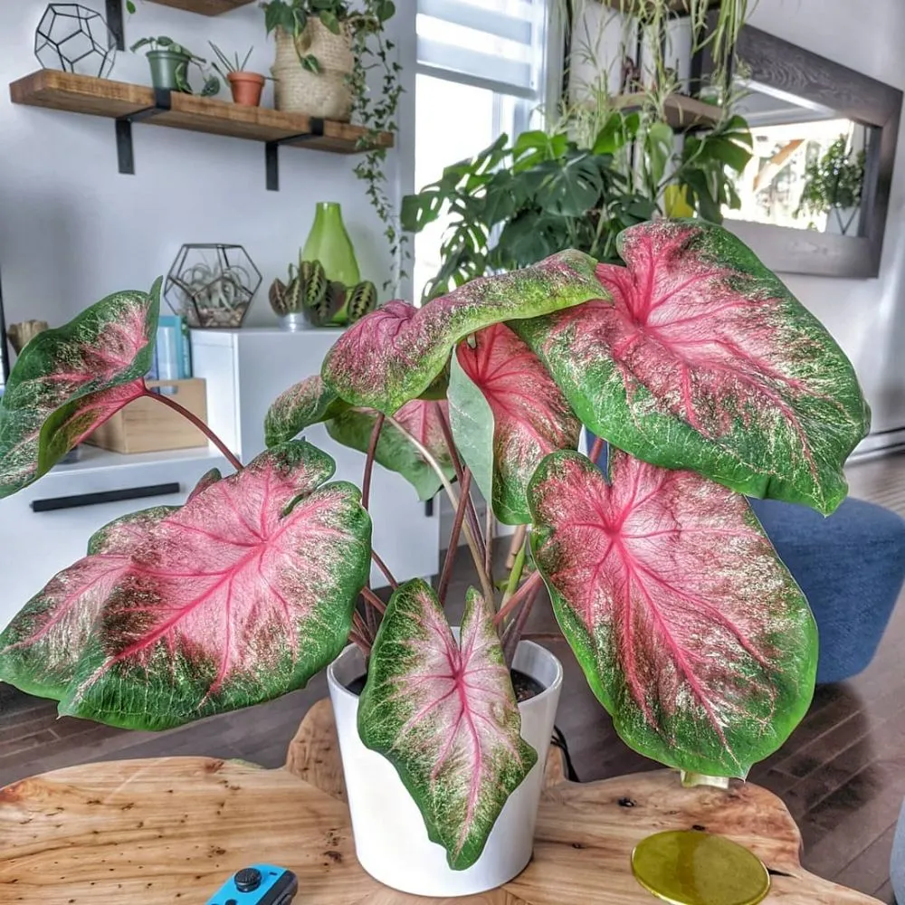 Cara merawat tanaman keladi © Instagram Cara merawat tanaman keladi © Instagram