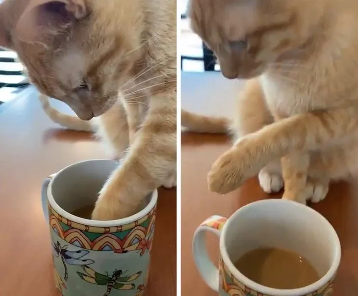 Momen apes minuman diganggu hewan © berbagai sumber