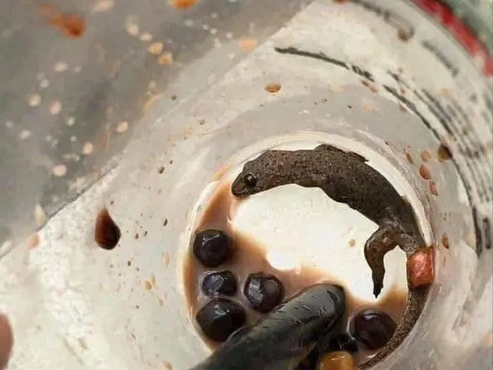 Momen apes minuman diganggu hewan © berbagai sumber