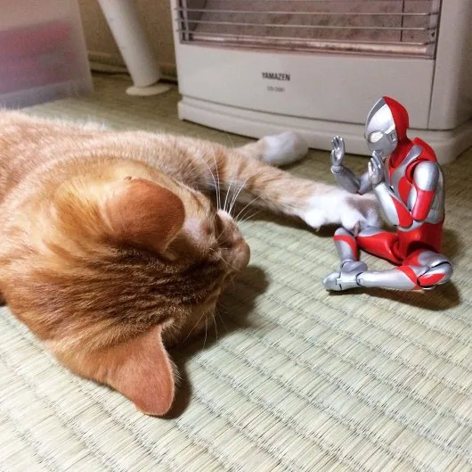 kucing asyik bermain © berbagai sumber