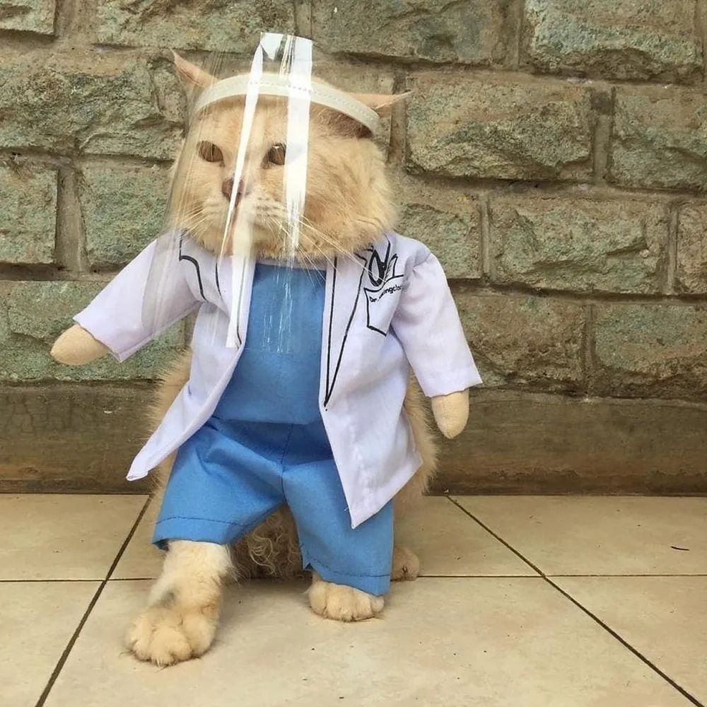 potret kucing taati protokol kesehatan Berbagai sumber