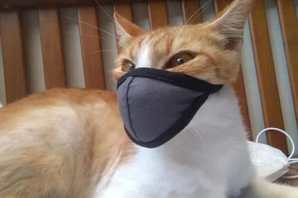 potret kucing taati protokol kesehatan Berbagai sumber