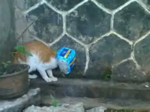 potret kucing taati protokol kesehatan Berbagai sumber