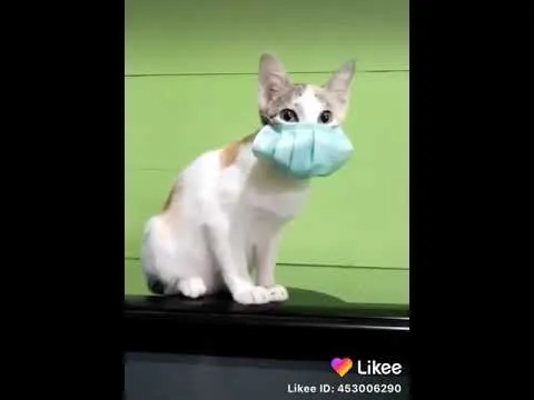 potret kucing taati protokol kesehatan Berbagai sumber