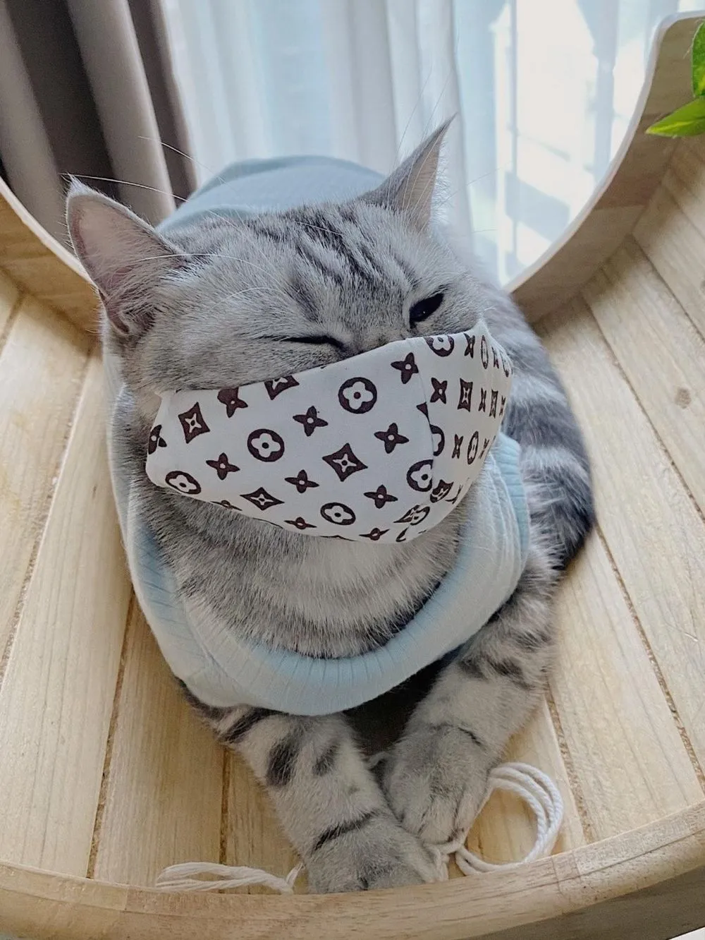 potret kucing taati protokol kesehatan Berbagai sumber