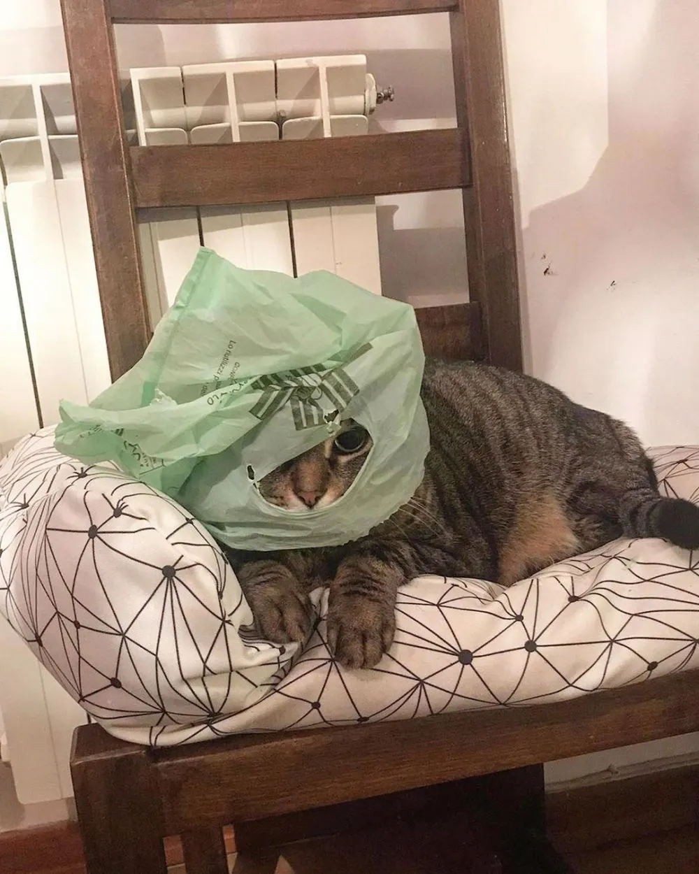 potret kucing taati protokol kesehatan Berbagai sumber