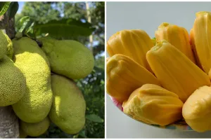 9 Manfaat buah nangka untuk kesehatan, bisa kontrol gula darah