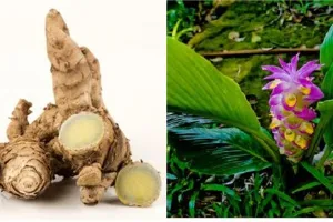 12 Manfaat temu ireng untuk kesehatan dan kecantikan, meredakan asma