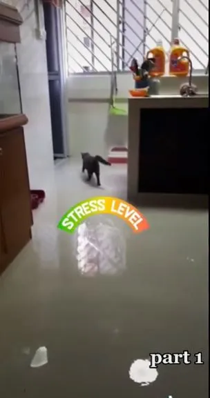 rumah banjir karena kucing Berbagai sumber rumah banjir karena kucing Berbagai sumber