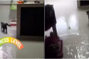 Viral rumah banjir karena kucing buka keran wastafel, bikin heboh