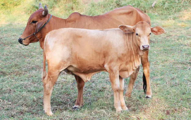 Syarat sah hewan kurban © freepik.com