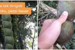 Heboh petai berukuran raksasa, bijinya sebesar genggaman orang dewasa