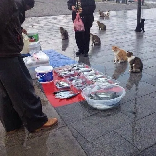 momen lucu belanja di pasar © 2021 instagram.com momen lucu belanja di pasar © 2021 instagram.com