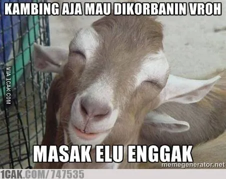 Meme lucu hewan kurban © 1cak.com Meme lucu hewan kurban © 1cak.com