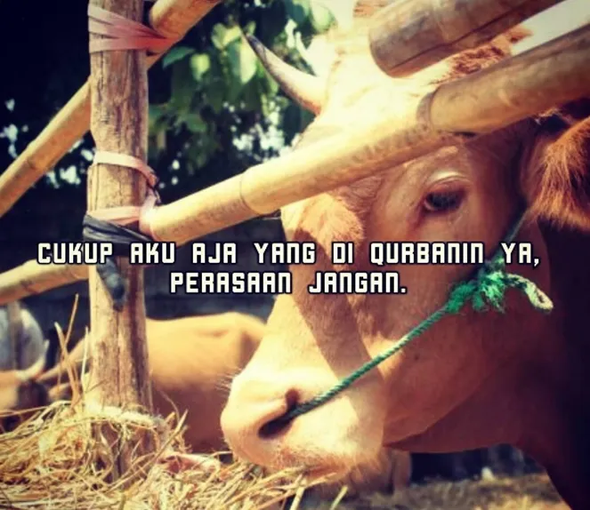 Meme lucu hewan kurban © 1cak.com Meme lucu hewan kurban © 1cak.com