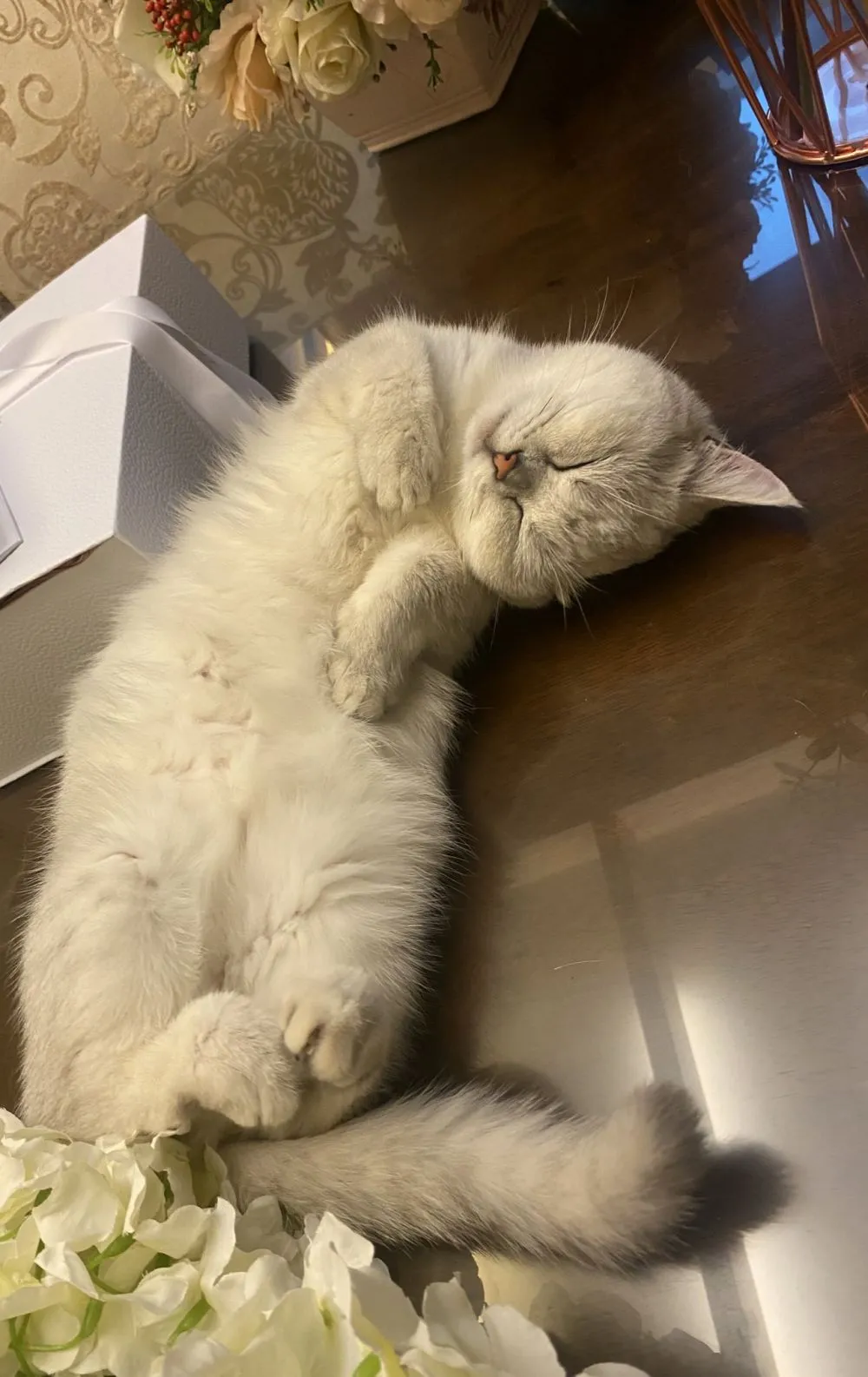 kucing lagi tidur © berbagai sumber kucing lagi tidur © berbagai sumber