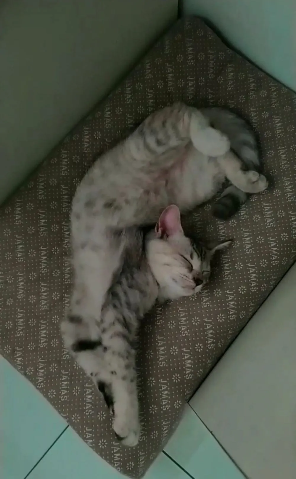 kucing lagi tidur © berbagai sumber kucing lagi tidur © berbagai sumber