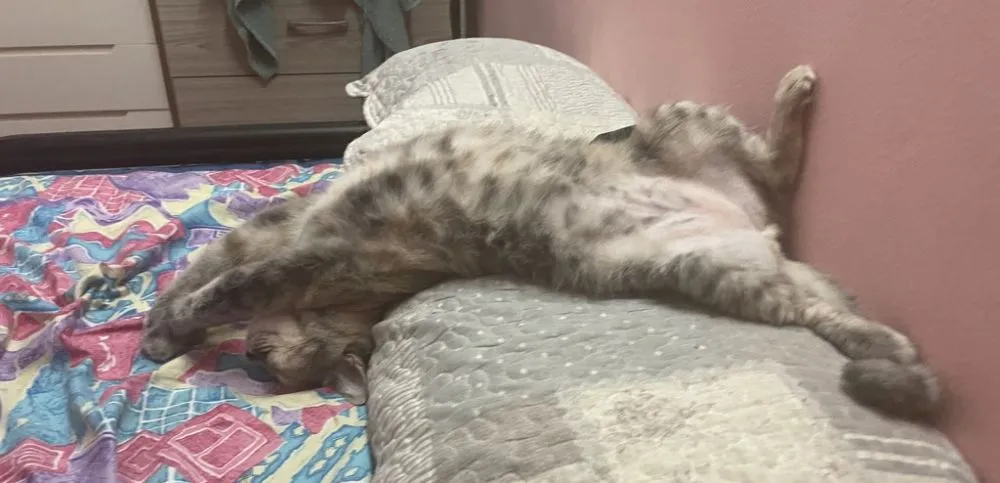 kucing lagi tidur © berbagai sumber kucing lagi tidur © berbagai sumber