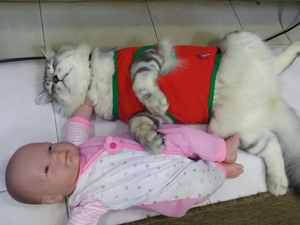 kucing lagi tidur © berbagai sumber kucing lagi tidur © berbagai sumber