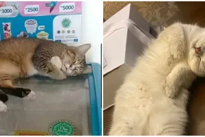 12 Potret lucu kucing lagi tidur ini posenya bikin gemas maksimal
