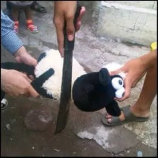 penampakan hewan kurban © 2021 berbagai sumber