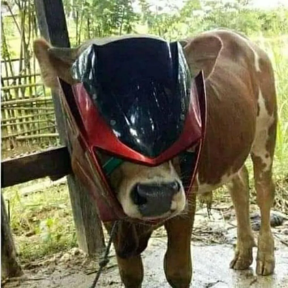 penampakan hewan kurban © 2021 berbagai sumber