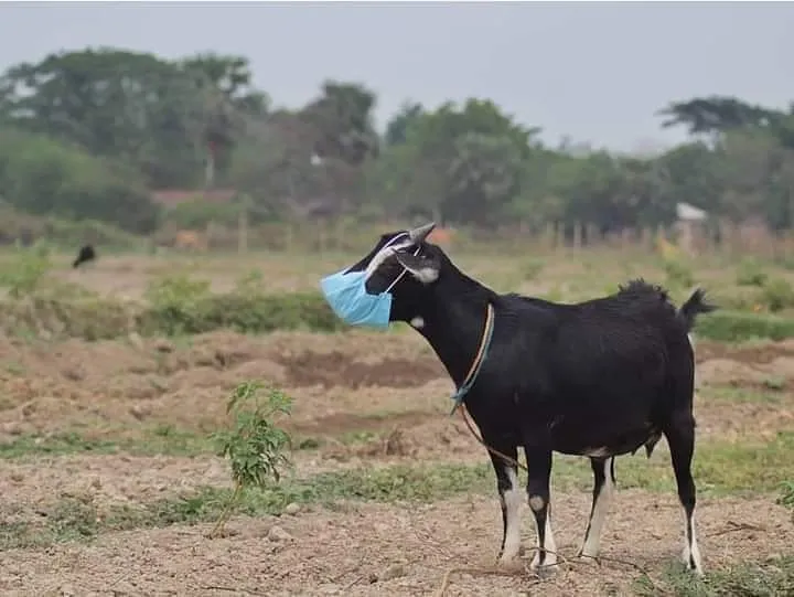 penampakan hewan kurban © 2021 berbagai sumber