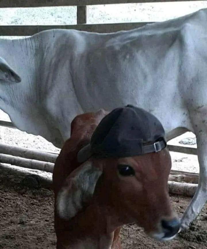 penampakan hewan kurban © 2021 berbagai sumber