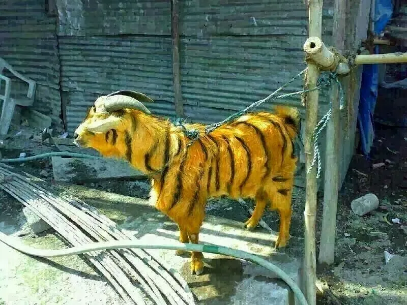 penampakan hewan kurban © 2021 berbagai sumber