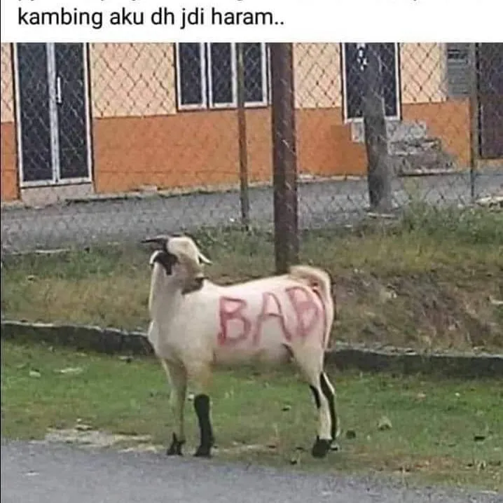 penampakan hewan kurban © 2021 berbagai sumber