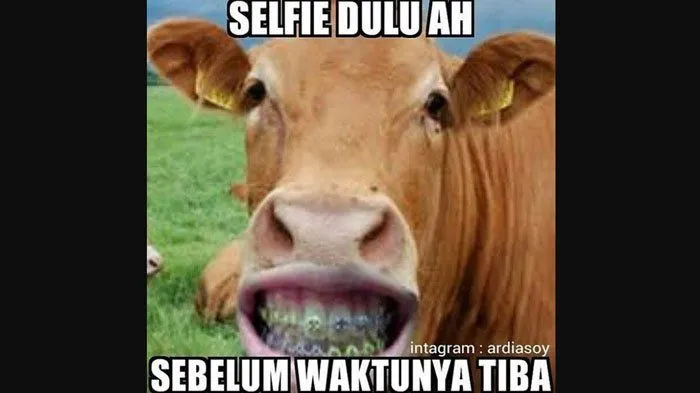 meme sapi galau © 2021 berbagai sumber