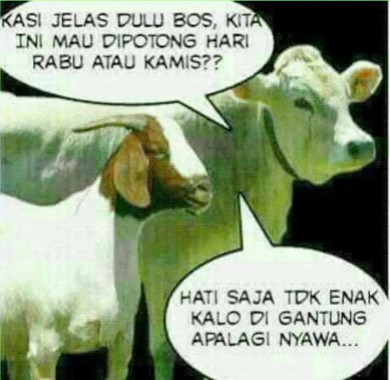 meme sapi galau © 2021 berbagai sumber