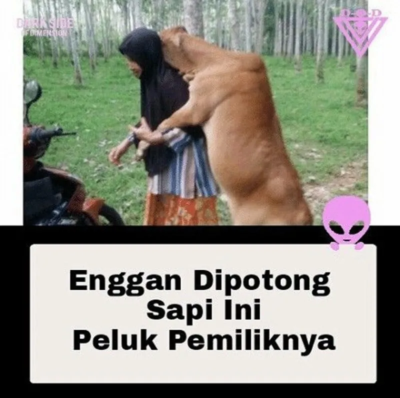 meme sapi galau © 2021 berbagai sumber
