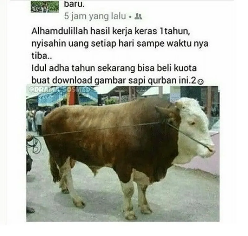 meme sapi galau © 2021 berbagai sumber