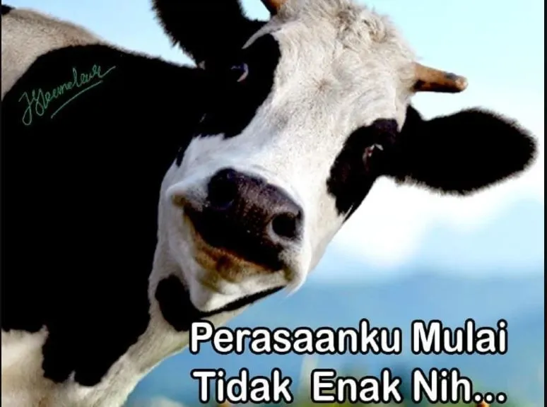 meme sapi galau © 2021 berbagai sumber
