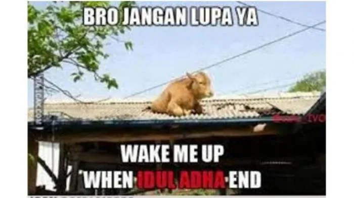 meme sapi galau © 2021 berbagai sumber