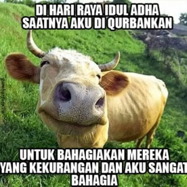 meme sapi galau © 2021 berbagai sumber