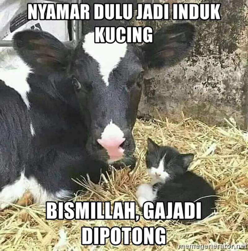 meme sapi galau © 2021 berbagai sumber