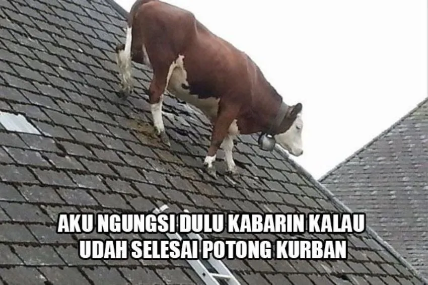 meme sapi galau © 2021 berbagai sumber