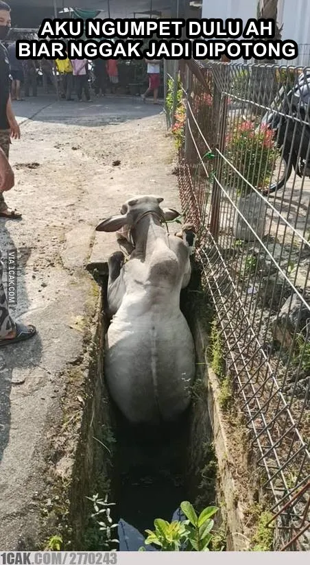 meme sapi galau © 2021 berbagai sumber