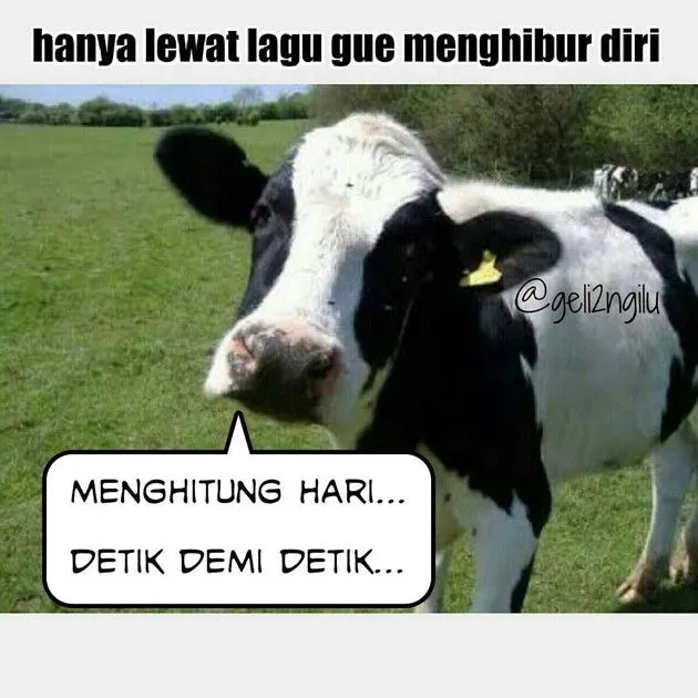 meme sapi galau © 2021 berbagai sumber