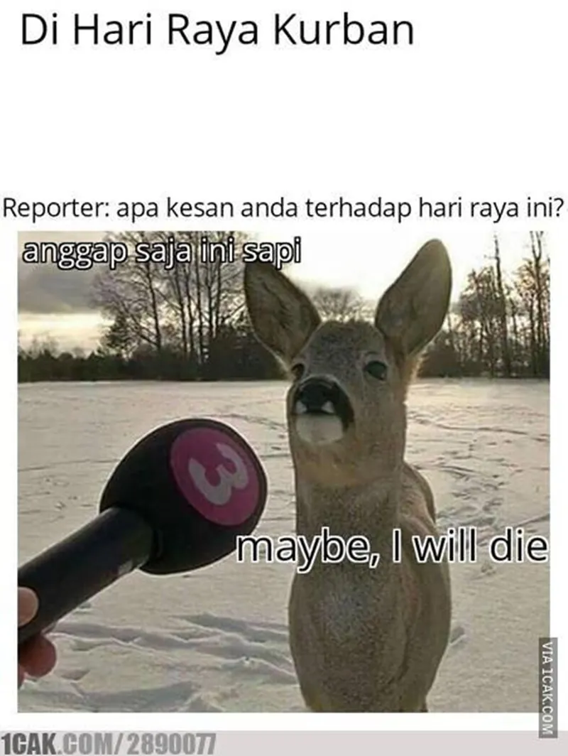 meme sapi galau © 2021 berbagai sumber