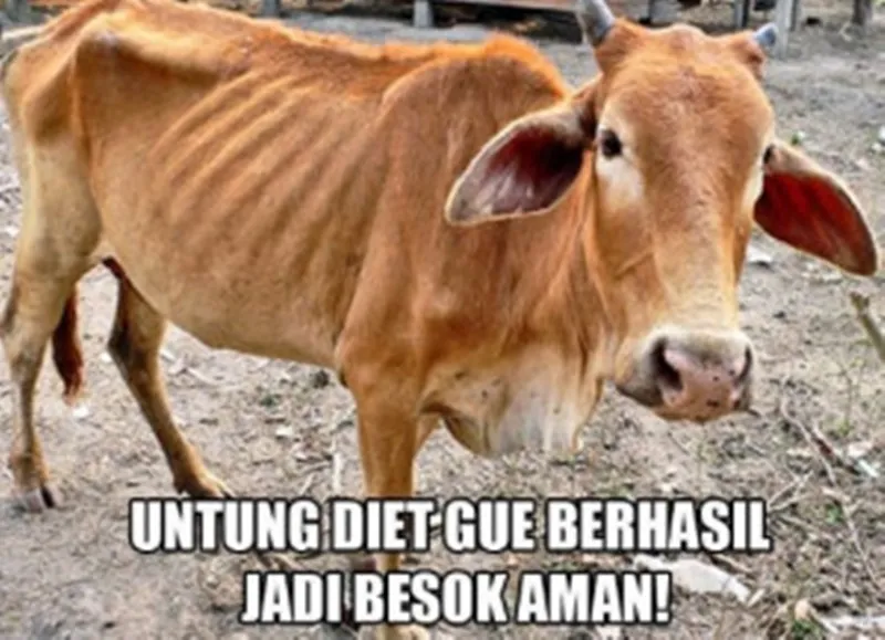 meme sapi galau © 2021 berbagai sumber
