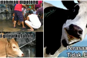 21 Meme lucu 'sapi galau' saat jadi hewan kurban ini bikin ikut baper